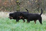 ROTTWEILER 464